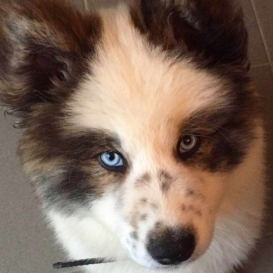 Lili