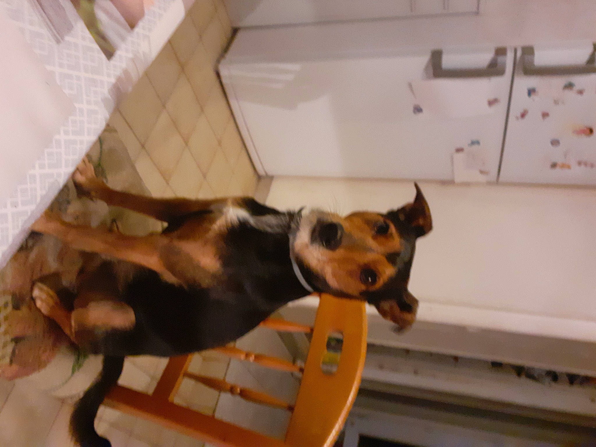 Nesquik participe au concours pour gagner de l'argent avec cette photo : ancient_dog_breeds, canidae, carnivore, collar, companion_dog, dog, dog_breed, dog_supply, fawn, flooring, guard_dog, non_sporting_group, pet_supply, pinscher, sporting_group, tail, toy_dog, wood, working_animal, working_dog