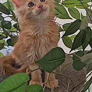 Yume a rejoint le concours — aidez-le/la à gagner de superbes lots ! cat, kitten, ginger_cat, fluffy, long_hair, feline, animal, pet, sitting, looking_up, ears, whiskers, eyes, paws, leaves, plant, branches, indoor, portrait, cute