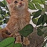 cat, kitten, ginger_cat, fluffy, long_hair, feline, animal, pet, sitting, looking_up, ears, whiskers, eyes, paws, leaves, plant, branches, indoor, portrait, cute