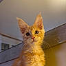 Yume a rejoint le concours — aidez-le/la à gagner de superbes lots ! cat, kitten, orange_cat, fluffy, longhaired, feline, pet, portrait, closeup, looking_at_camera, curious, wide_eyes, whiskers, ears, fur, indoor, home, warm_lighting, golden_light, vertical_photo