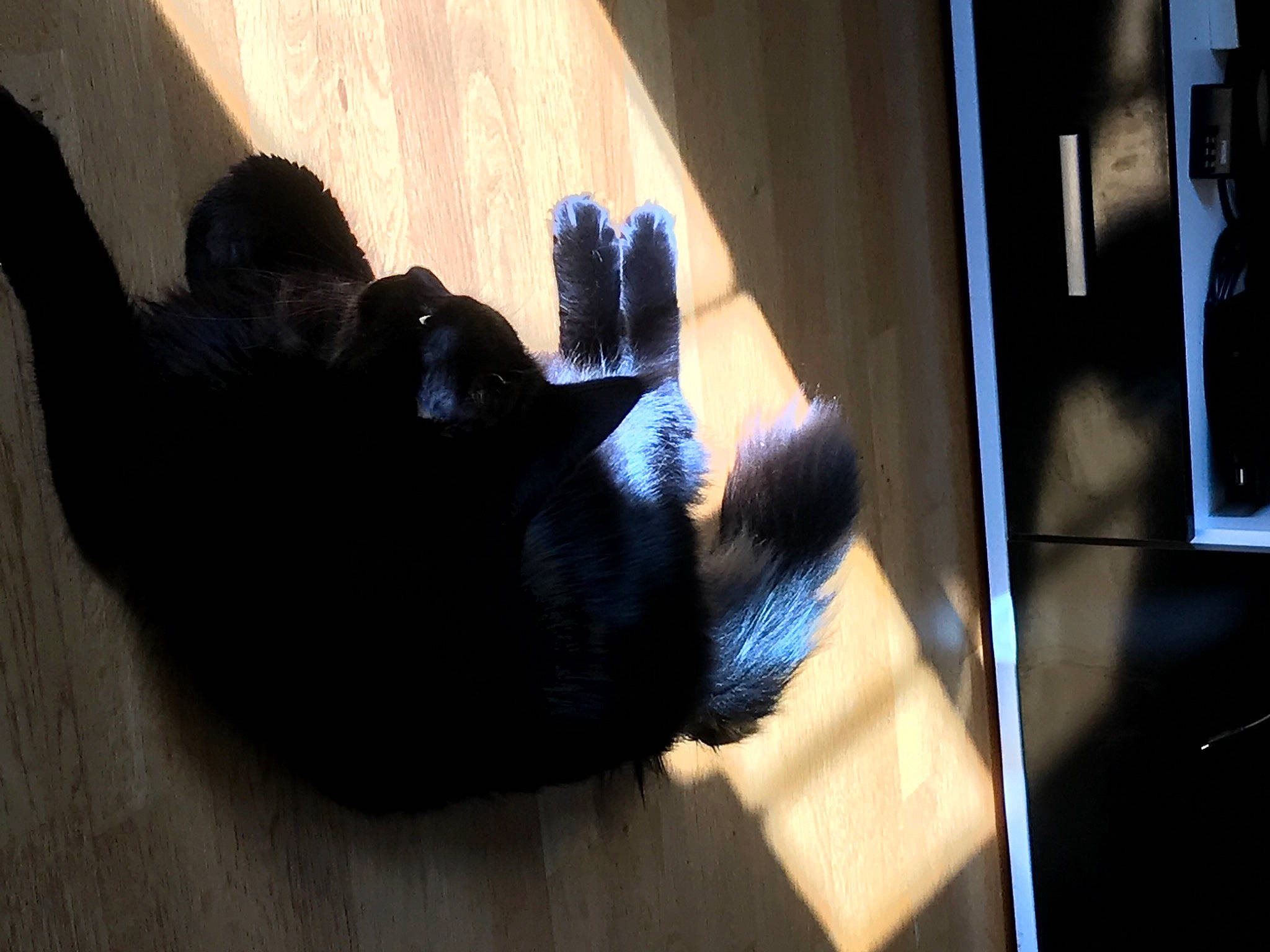 Rockette a rejoint le concours — aidez-le/la à gagner de superbes lots ! black, black_cat, canidae, carnivore, cat, felidae, small_to_medium_sized_cats, sporting_group, tail