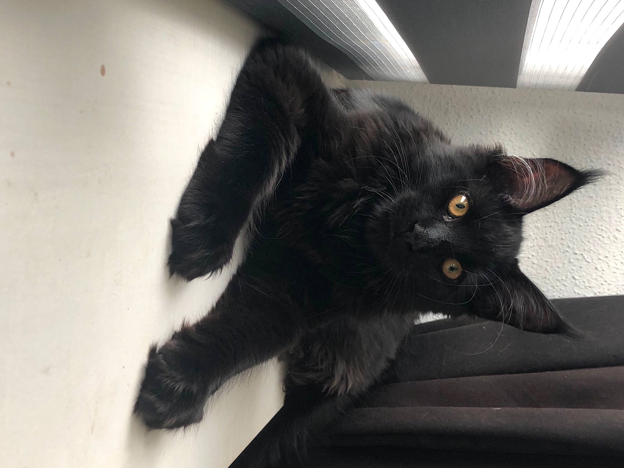 Rockette a rejoint le concours — aidez-le/la à gagner de superbes lots ! black, black_cat, bombay, carnivore, cat, claw, domestic_long_haired_cat, domestic_short_haired_cat, ear, eye, felidae, fur, kitten, mammal, nebelung, oriental_longhair, small_to_medium_sized_cats, snout, whiskers