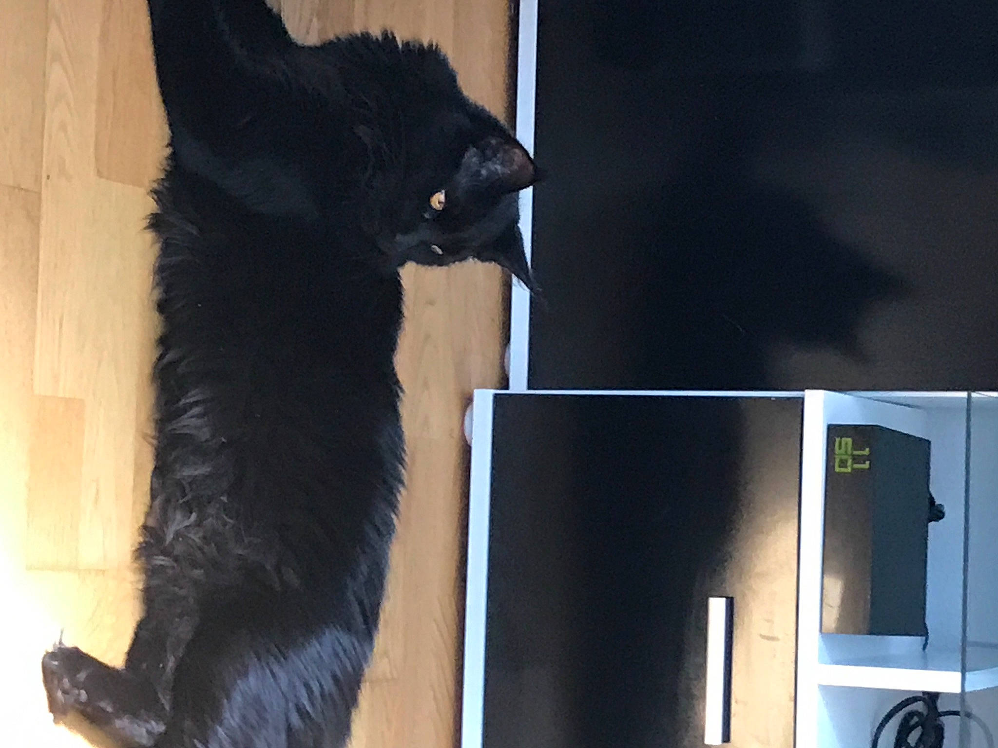 Rockette participe au concours pour gagner de l'argent avec cette photo : black, black_cat, bombay, carnivore, cat, domestic_short_haired_cat, felidae, fur, polydactyl_cat, small_to_medium_sized_cats, tail, whiskers, window