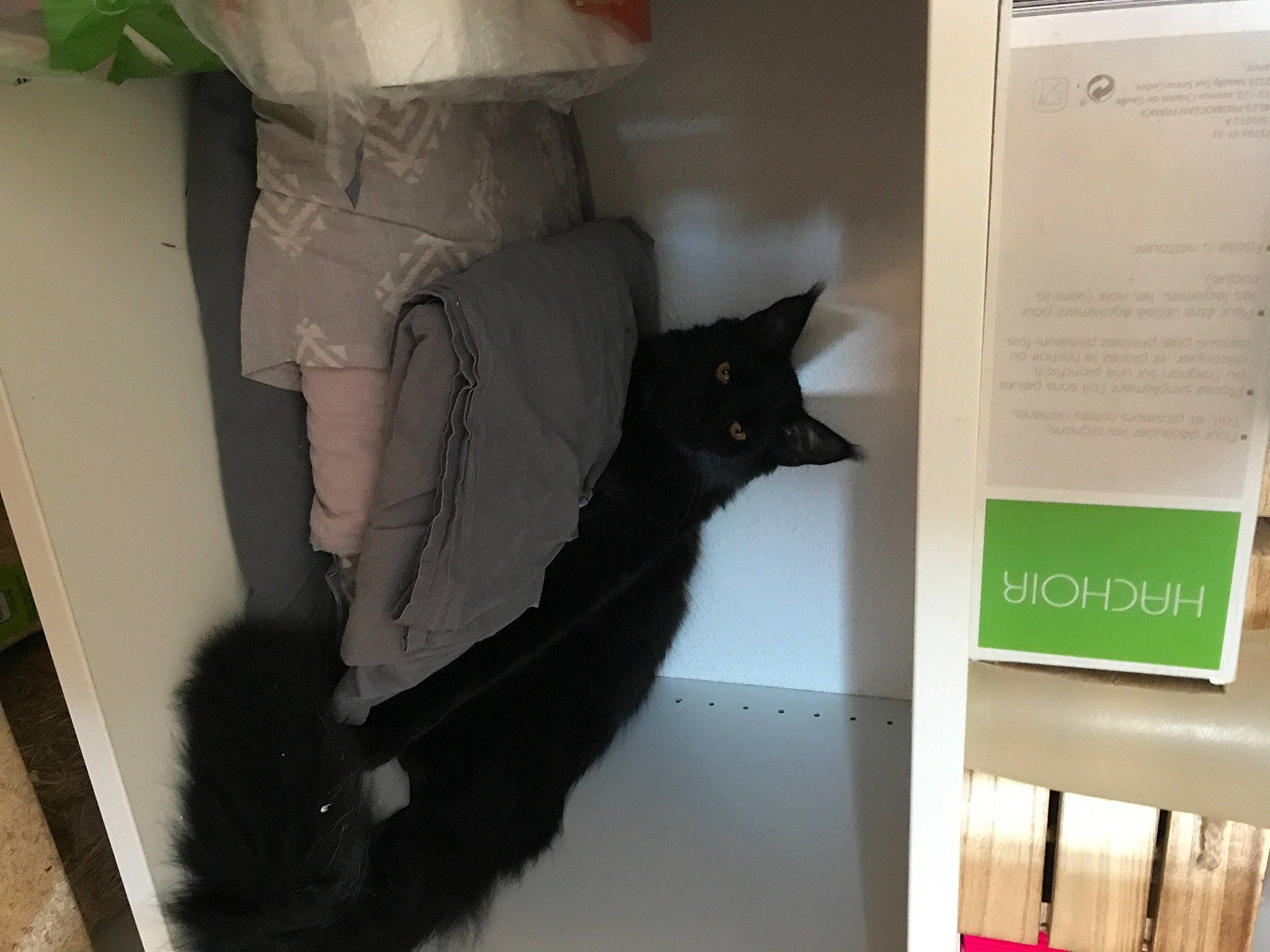 Rockette a rejoint le concours — aidez-le/la à gagner de superbes lots ! black_cat, carnivore, cat, felidae, room, small_to_medium_sized_cats, tail