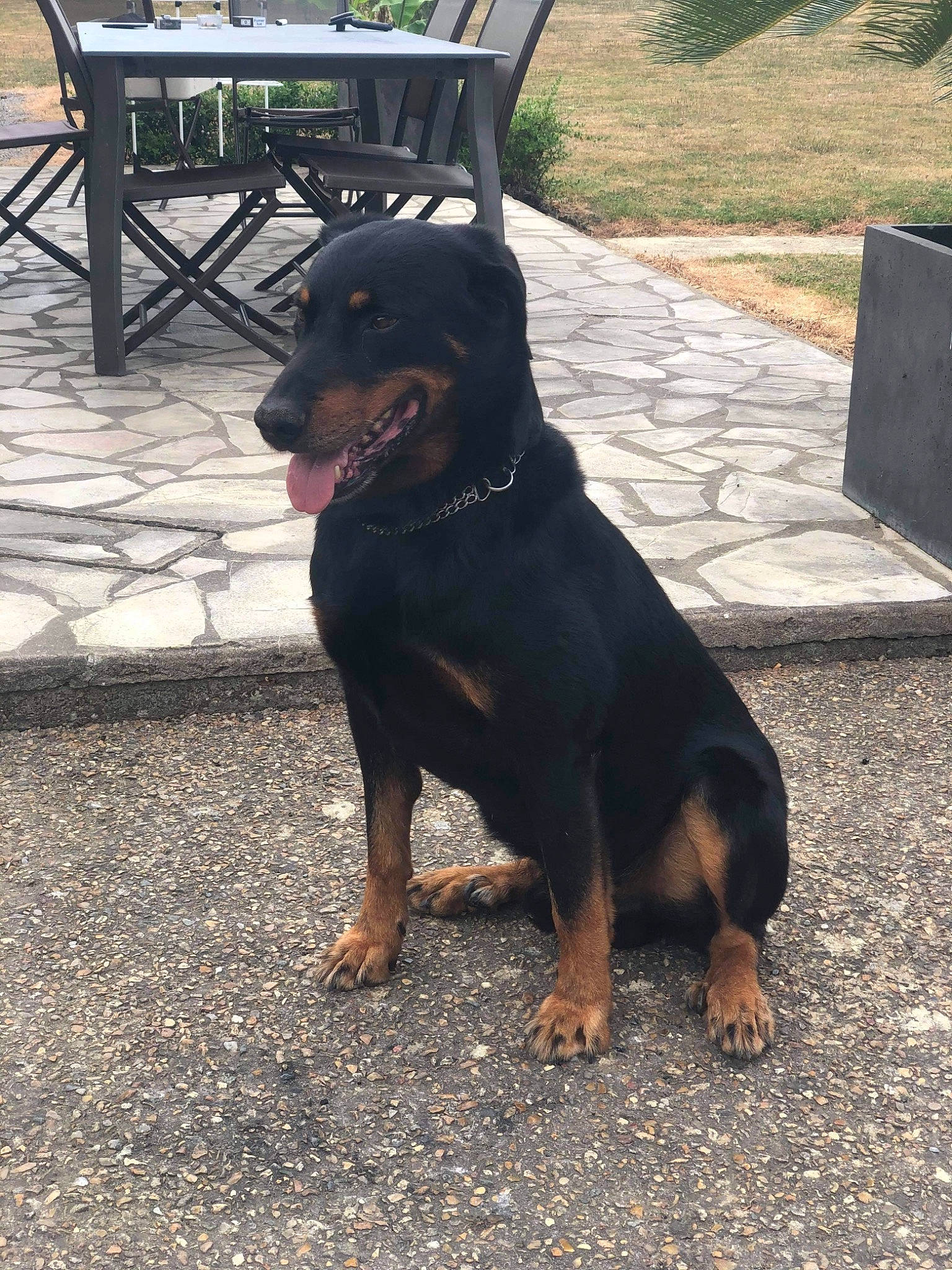 Hoslo participe au concours pour gagner de l'argent avec cette photo : asphalt, canidae, carnivore, chair, companion_dog, dog, dog_breed, foot, hunting_dog, metal, outdoor_furniture, road_surface, rottweiler, sleeveless_shirt, snout, sporting_group, table, tar, working_animal, working_dog