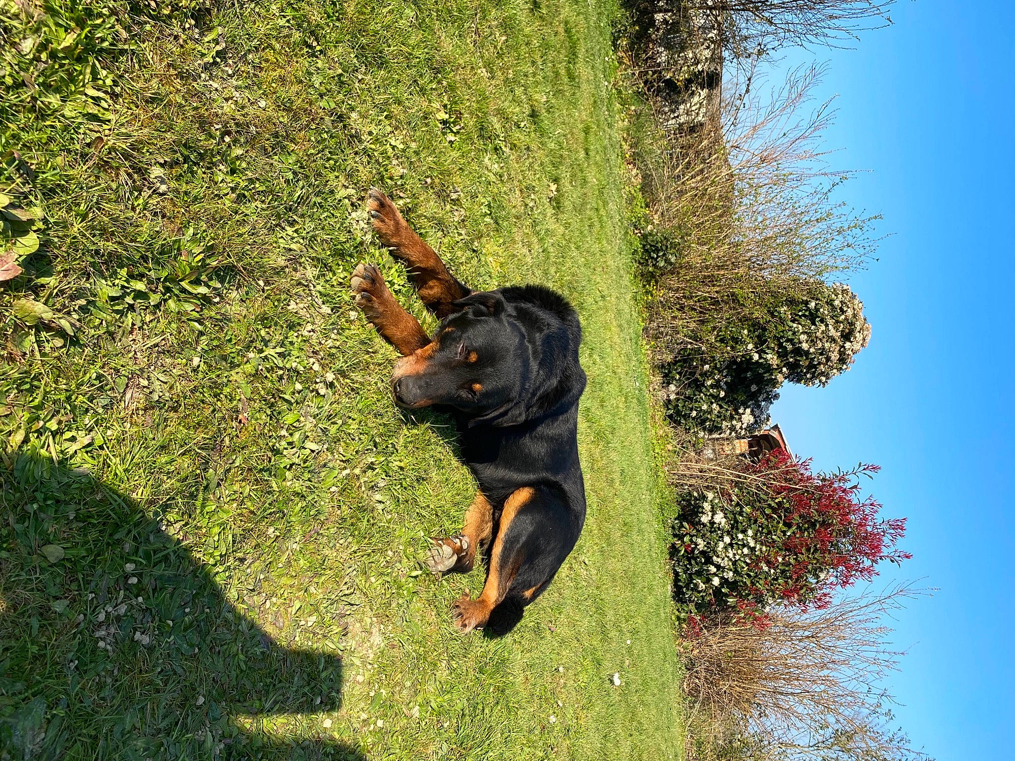 Hoslo participe au concours pour gagner de l'argent avec cette photo : adventure, canidae, carnivore, companion_dog, dog, dog_breed, grass, guard_dog, happy, organism, people_in_nature, pinscher, plant, sky, snout, sporting_group, terrestrial_animal, tree, working_animal, working_dog
