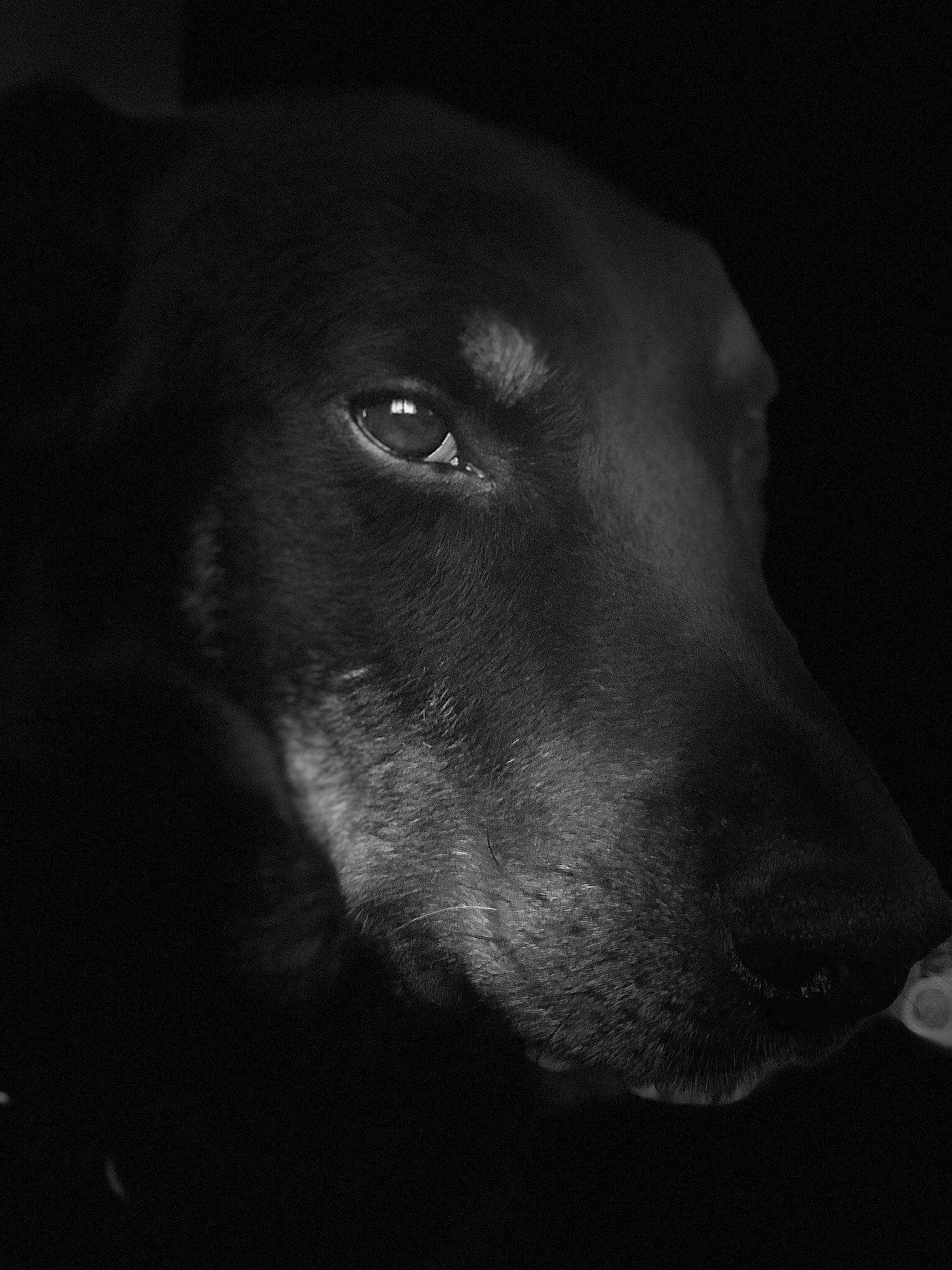 Hoslo participe au concours pour gagner de l'argent avec cette photo : black, black_and_white, canidae, carnivore, darkness, dog, dog_breed, ear, eye, head, labrador_retriever, monochrome, monochrome_photography, nose, photography, retriever, snout, sporting_group, style, whiskers