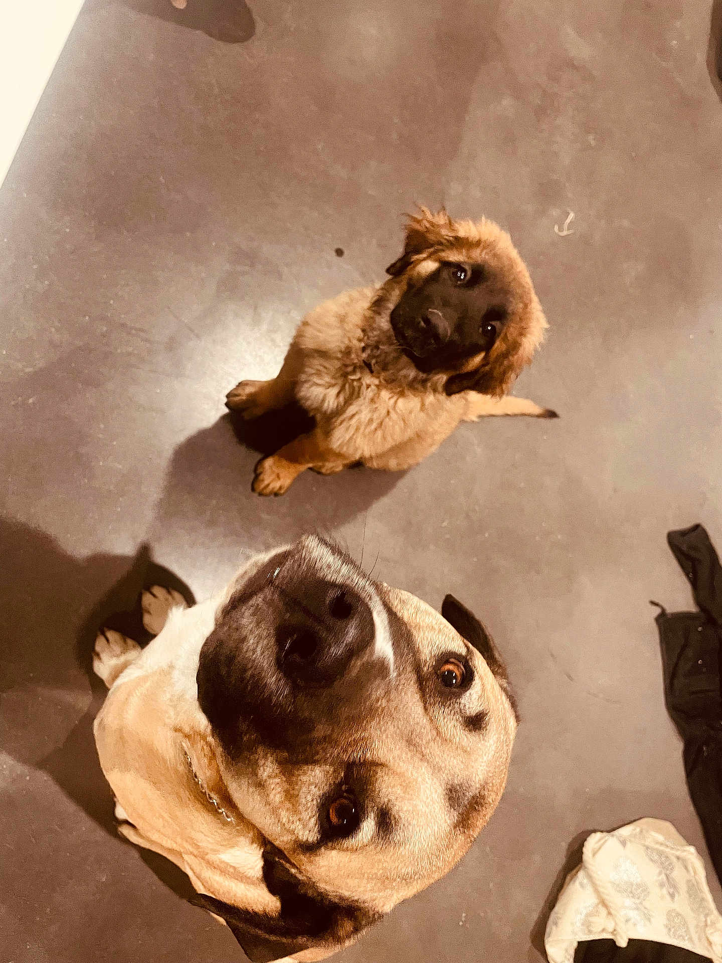 Alba Et Ulk participe au concours pour gagner de l'argent avec cette photo : dog, puppy, pet, animal, curious, looking_up, floor, indoor, fur, brown, black, cute, companion, canine, two_dogs, playful, adorable, domestic_animal, young_dog, friendly