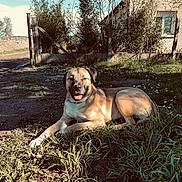 Alba Et Ulk a rejoint le concours — aidez-le/la à gagner de superbes lots ! dog, grass, sunlight, outdoor, fence, house, nature, pet, canine, smiling, tongue_out, daylight, rural, greenery, happy, animal, relaxing, yard, shadow, blue_sky
