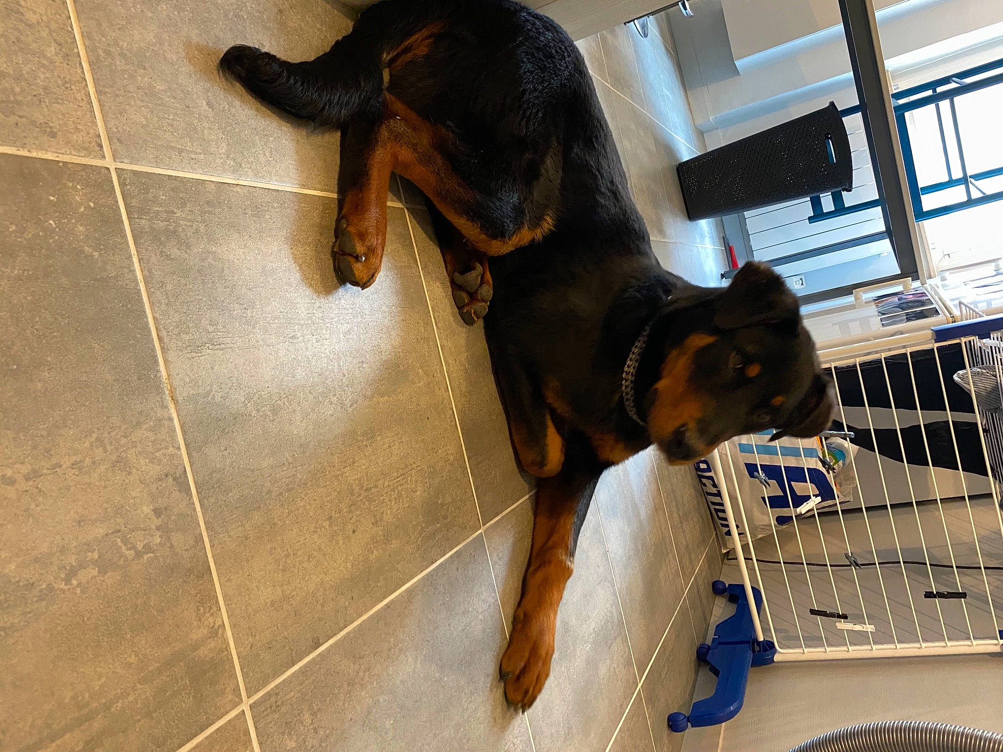 Ramses participe au concours pour gagner de l'argent avec cette photo : canidae, carnivore, collar, companion_dog, dobermann, dog, dog_breed, dog_supply, fawn, flooring, liver, mesh, pet_supply, snout, sporting_group, tail, terrestrial_animal, tile_flooring, wood, working_animal