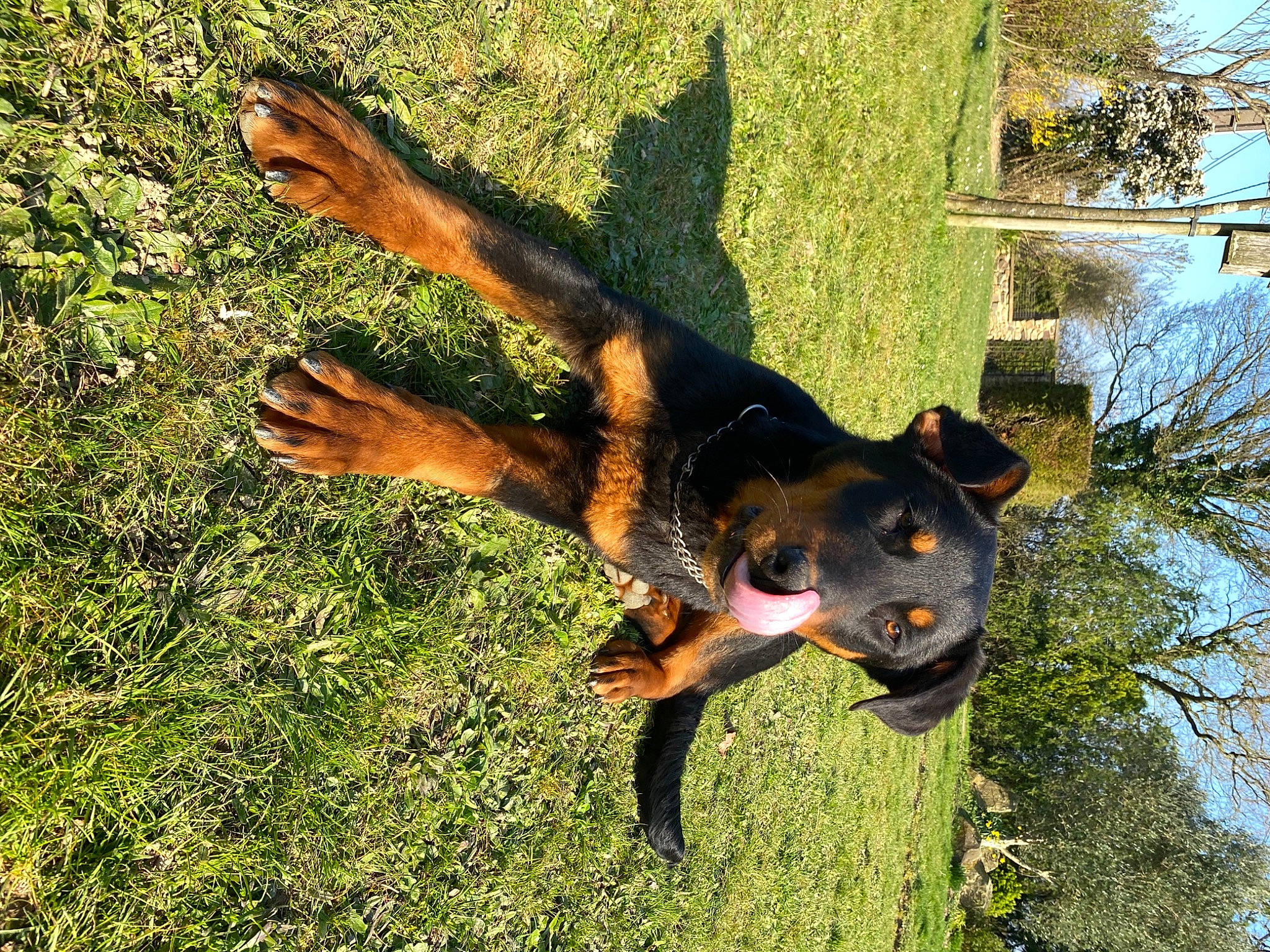 Ramses participe au concours pour gagner de l'argent avec cette photo : canidae, carnivore, companion_dog, dobermann, dog, dog_breed, fawn, grass, guard_dog, happy, pinscher, plant, sky, snout, sporting_group, tail, terrestrial_animal, tree, working_animal, working_dog