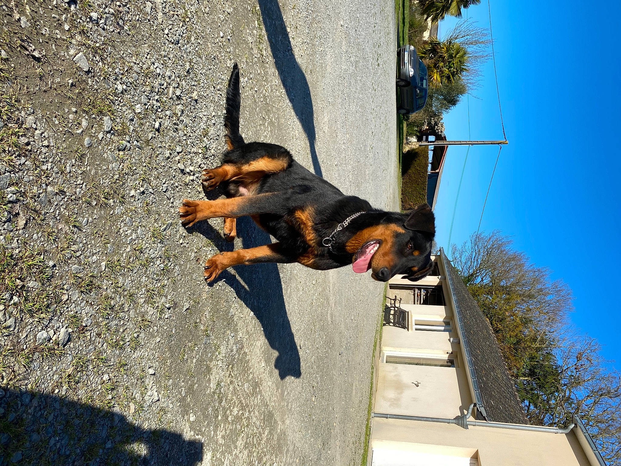 Ramses a rejoint le concours — aidez-le/la à gagner de superbes lots ! adventure, asphalt, canidae, carnivore, dog, dog_breed, extreme_sport, fun, guard_dog, happy, jumping, leash, leisure, plant, recreation, shadow, sky, sporting_group, tree, working_animal