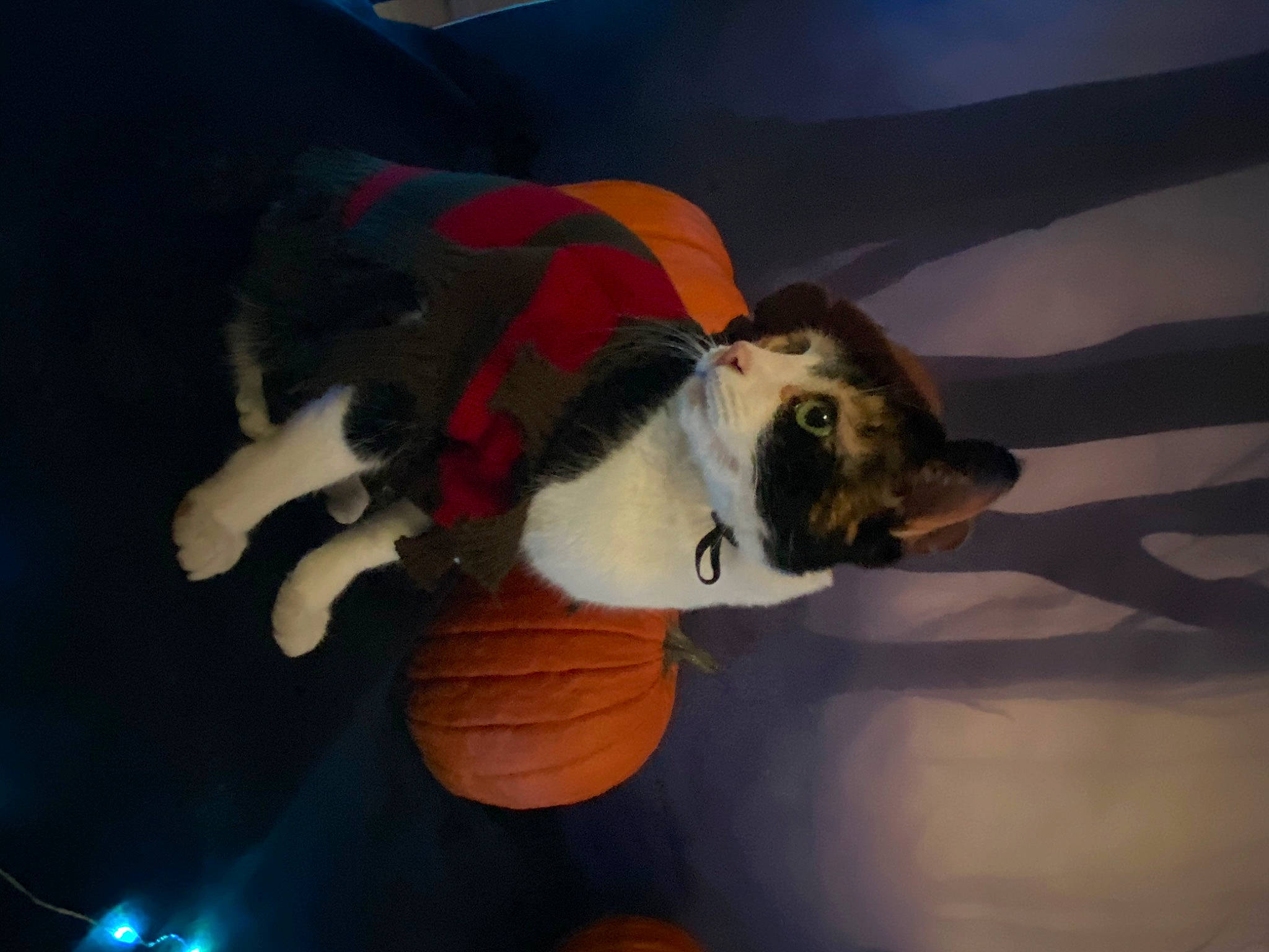 Zazzles is registered to the contest to win money with this photo: canidae, carnivore, dog, dog_breed, night, puppy, sky, sporting_group