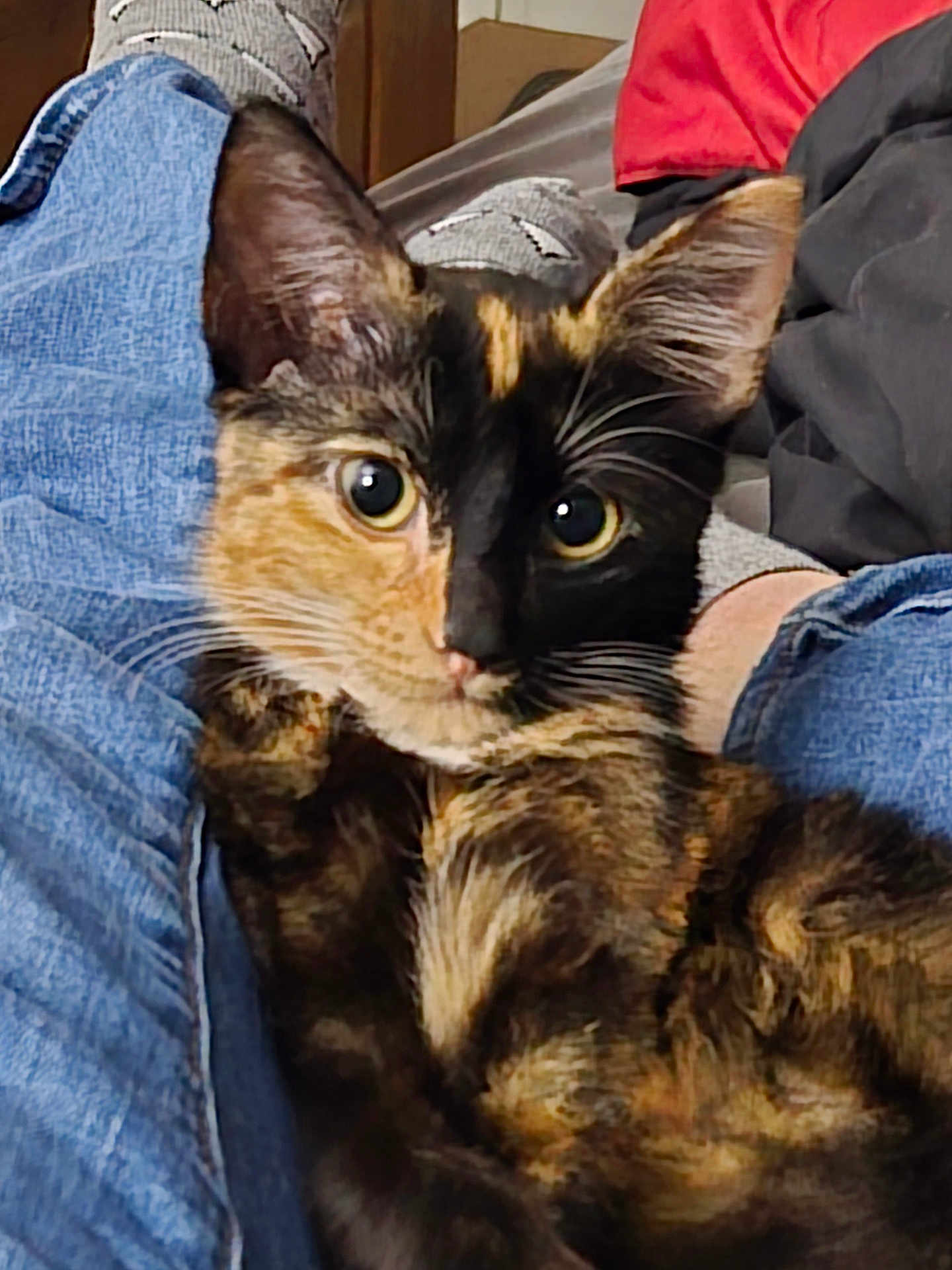 Nala joined the competition — help win amazing prizes! cat, tortoiseshell_cat, pet, close_up, jeans, socks, person, indoor, curious, face, animal, fur, eyes, cozy, resting, casual, home, comfort, legs, red_shirt