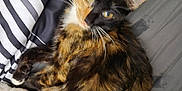 Nala is registered to the contest to win money with this photo: cat, tortoiseshell, pet, animal, bed, bedding, striped, fur, whiskers, ears, eyes, relaxing, indoor, cozy, comfort, resting, curious, cute, soft, feline