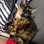 cat, tortoiseshell, pet, animal, bed, bedding, striped, fur, whiskers, ears, eyes, relaxing, indoor, cozy, comfort, resting, curious, cute, soft, feline