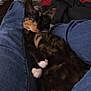 cat, tortoiseshell_cat, pet, animal, white_paws, fur, indoor, legs, denim, jeans, relaxed, resting, cute, feline, close_up, domestic_animal, cozy, person, casual, comfort