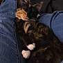 Nala joined the competition — help win amazing prizes! cat, sleeping, jeans, paws, cozy, relaxation, indoor, fur, animal, pet, black, orange, white, crouched, resting, comfort, closeup, legs, casual, domestic