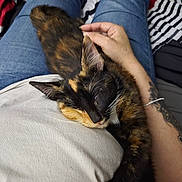 Nala is registered to the contest to win money with this photo: cat, tortoiseshell_cat, sleeping, lap, person, hand, jeans, tattoo, stretching, indoor, relaxing, pet, feline, cozy, casual, white_tshirt, resting, closeup, home, comfort