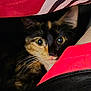 Nala is registered to the contest to win money with this photo: cat, tortoiseshell, animal, pet, whiskers, curious, eyes, closeup, face, fur, indoor, cozy, fabric, textile, red, black, soft_light, hidden, cute, playful