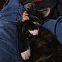 Nala joined the competition — help win amazing prizes! kitten, cat, sleeping, black_and_white, paw, jeans, lap, indoor, cozy, pet, animal, relaxing, feline, cute, resting, whiskers, soft, domestic, comfort, young