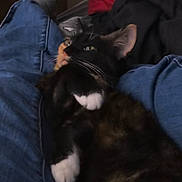 Nala is registered to the contest to win money with this photo: cat, black_cat, white_paws, cushion, blue_cushion, soft_texture, indoor, relaxed, pet, feline, whiskers, ears, fur, resting, cozy, domestic_animal, close_up, comfort, animal, laying_down