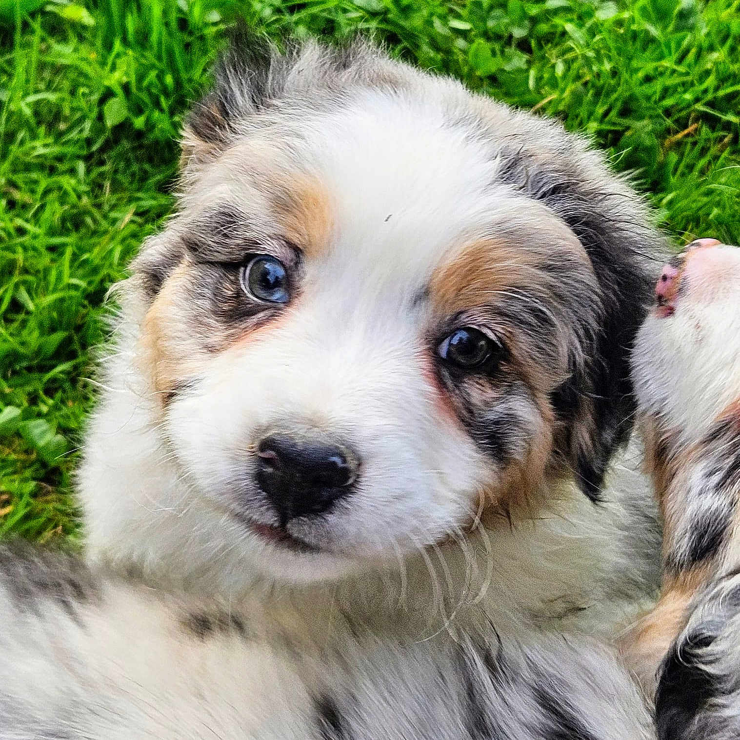 Athéna a rejoint le concours — aidez-le/la à gagner de superbes lots ! adorable, animal, canine, closeup, cute, dog, eyes, face, fluffy, friendly, fur, grass, muzzle, nature, outdoor, pet, playful, portrait, puppy, young