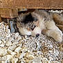puppy, dog, sleeping, fur, wood, wheel, gravel, rocks, outdoor, resting, cute, animal, pet, fluffy, small, calm, peaceful, nature, closeup, relax