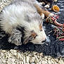 Athéna a rejoint le concours — aidez-le/la à gagner de superbes lots ! puppy, dog, sleeping, fur, toy, rope_toy, black_rug, stones, outdoor, resting, cute, fluffy, pet, animal, small, colorful, texture, peaceful, soft, closeup