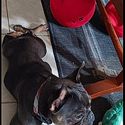 Sheena is registered to the contest to win money with this photo: dog, puppy, indoor, floor, tile, kettlebell, red, toy, alligator, green, plush, table, wood, collar, pet, animal, resting, laying, paw, cute