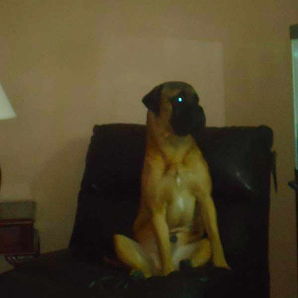 Louie is registered to the contest to win money with this photo:
