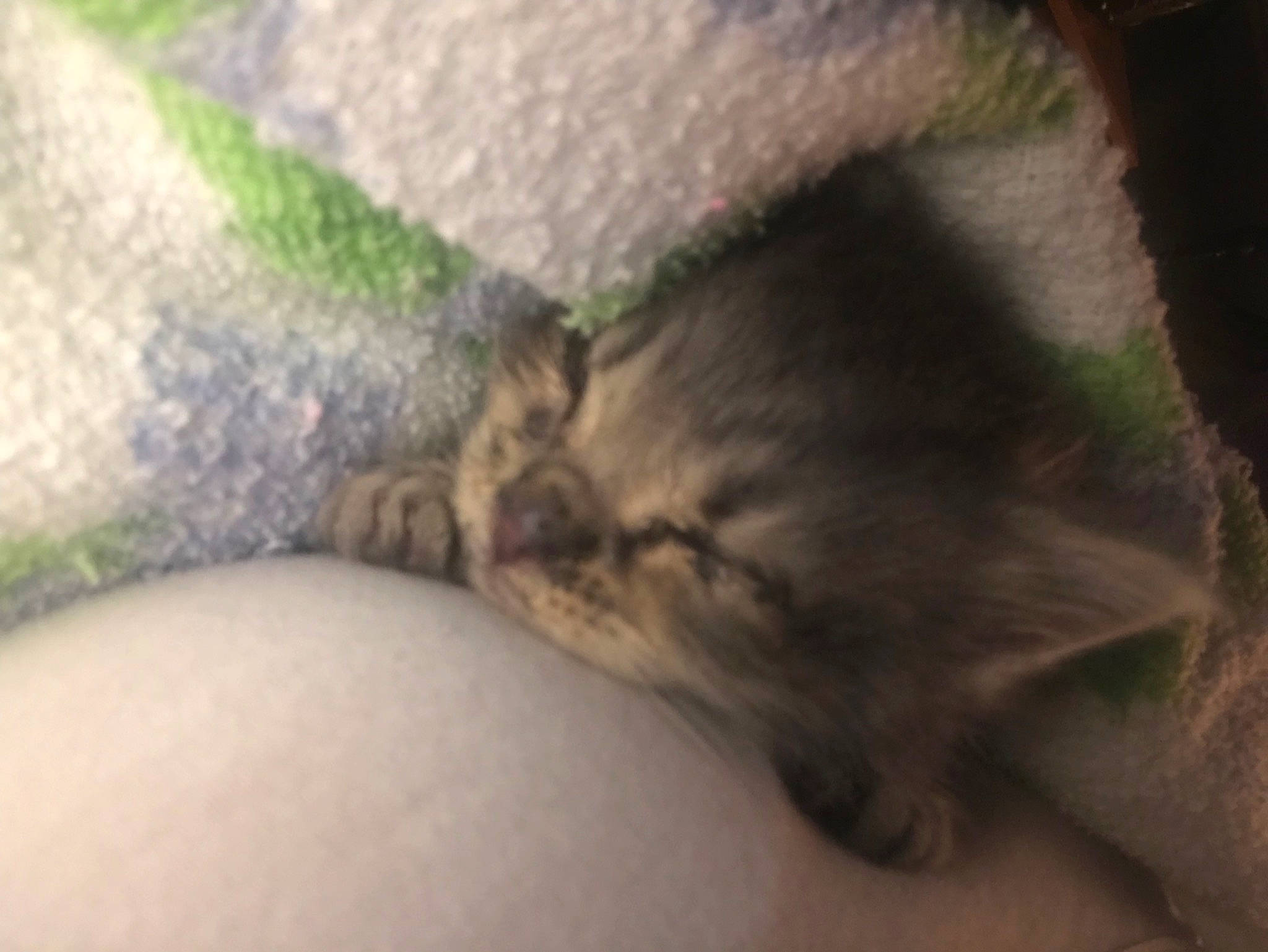 Dixon joined the competition — help win amazing prizes! carnivore, cat, claw, close_up, comfort, domestic_short_haired_cat, fawn, felidae, fur, gesture, grey, human_leg, nail, paw, small_to_medium_sized_cats, snout, tail, thigh, vertebrate, whiskers