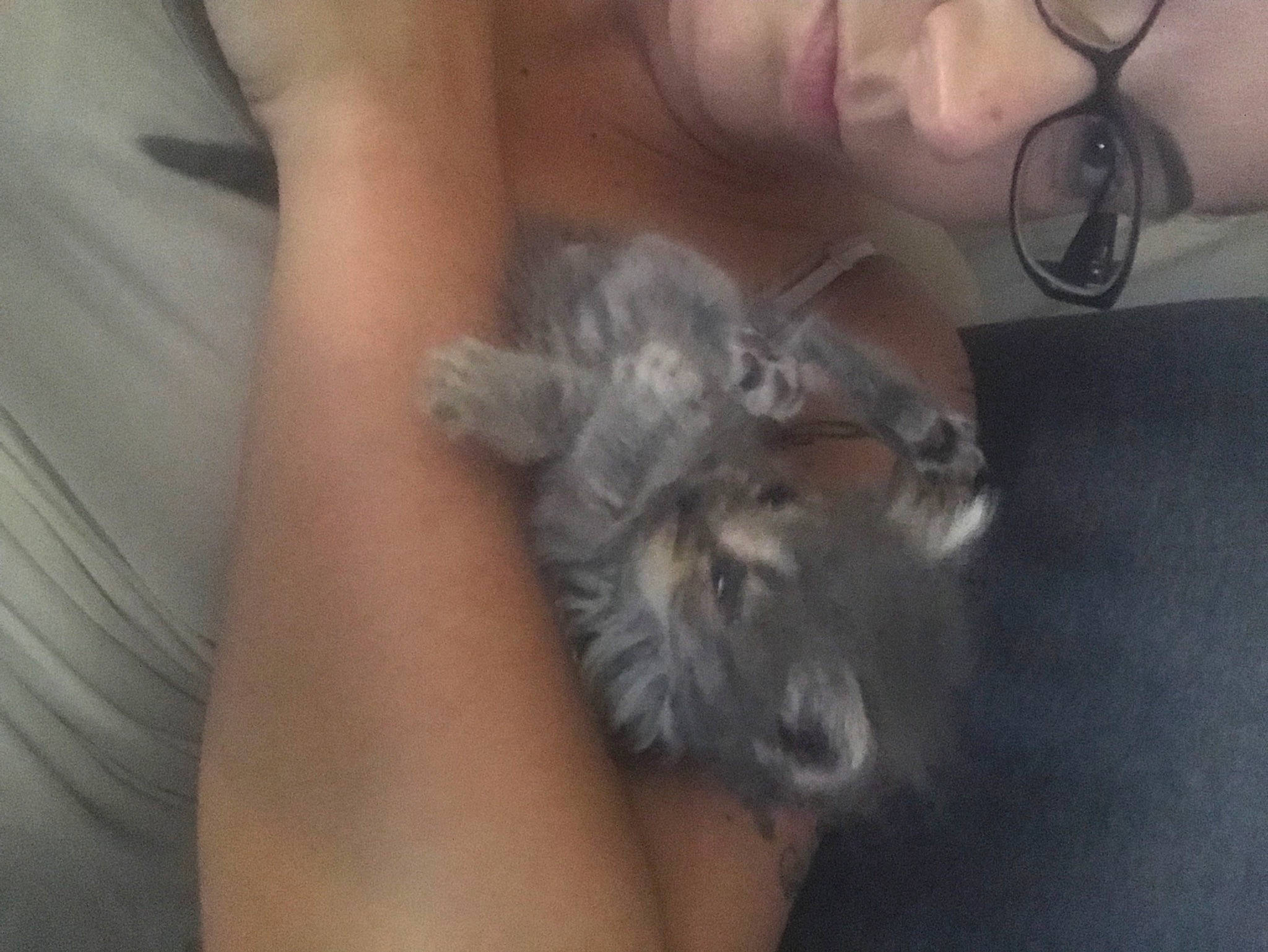 Dixon is registered to the contest to win money with this photo: canidae, carnivore, cat, claw, companion_dog, dog_breed, domestic_short_haired_cat, eyewear, fawn, felidae, finger, fur, nail, norwegian_forest_cat, paw, small_to_medium_sized_cats, tail, terrestrial_animal, whiskers, wildlife