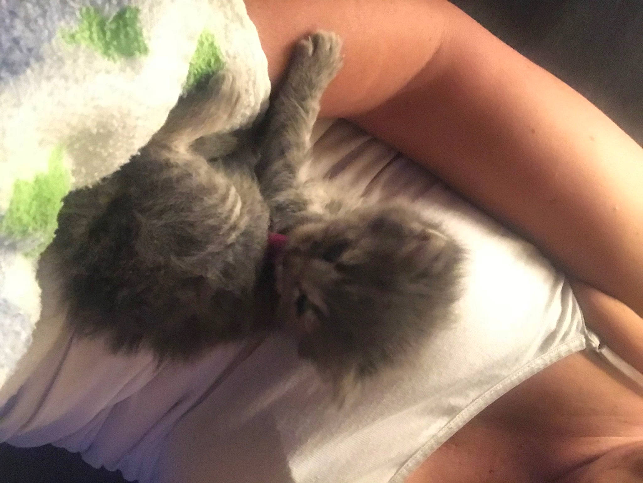 Dixon joined the competition — help win amazing prizes! cat, comfort, companion_dog, dog_breed, ear, elbow, fawn, feather, felidae, finger, fur, gesture, human_leg, liver, nail, rabbits_and_hares, small_to_medium_sized_cats, snout, tail, whiskers