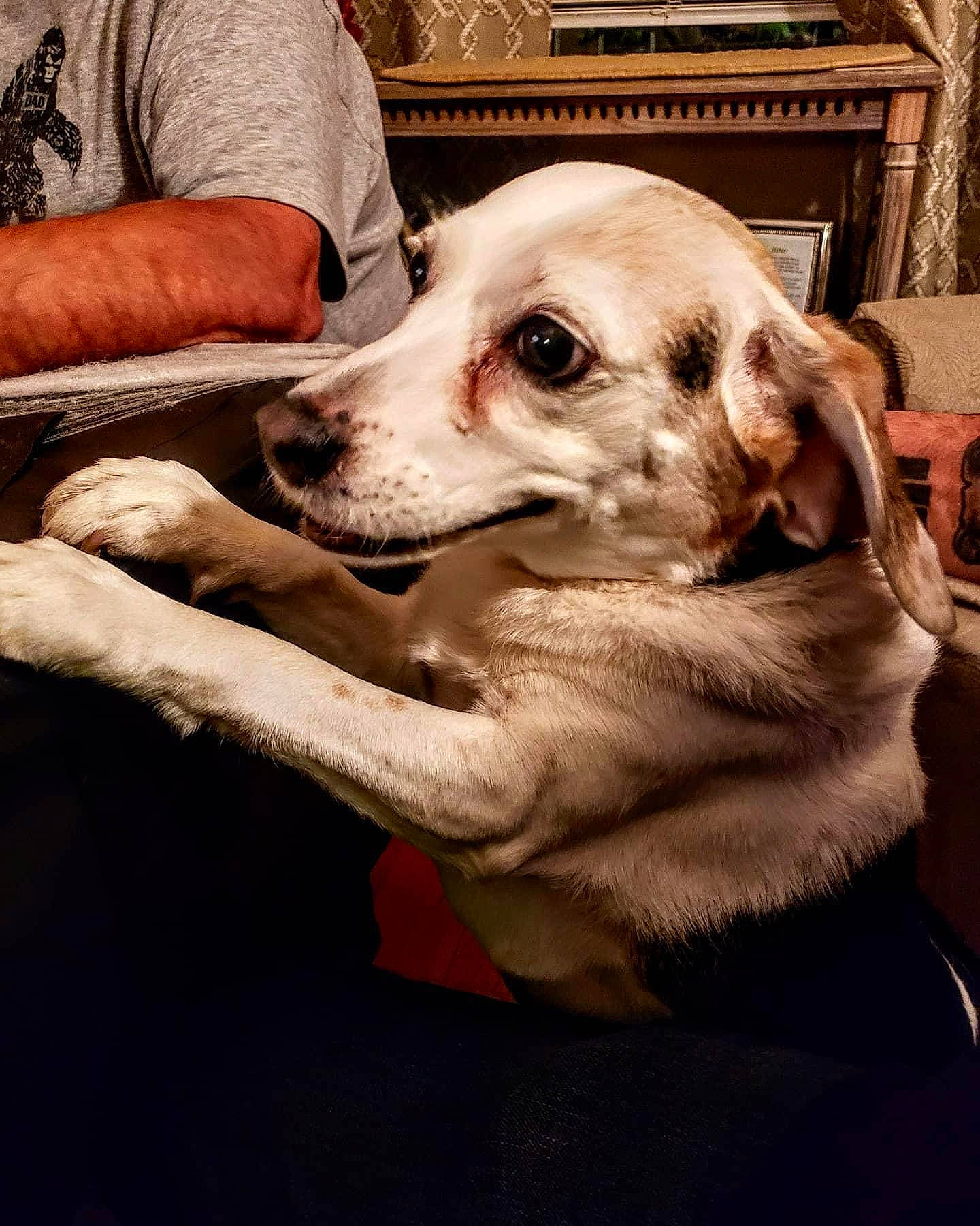 Lucy is registered to the contest to win money with this photo: canidae, carnivore, companion_dog, dog, dog_breed, dog_collar, ear, fawn, fur, mammal, monochrome, monochrome_photography, non_sporting_group, puppy, sitting, sporting_group, street_dog, whiskers, working_animal, working_dog