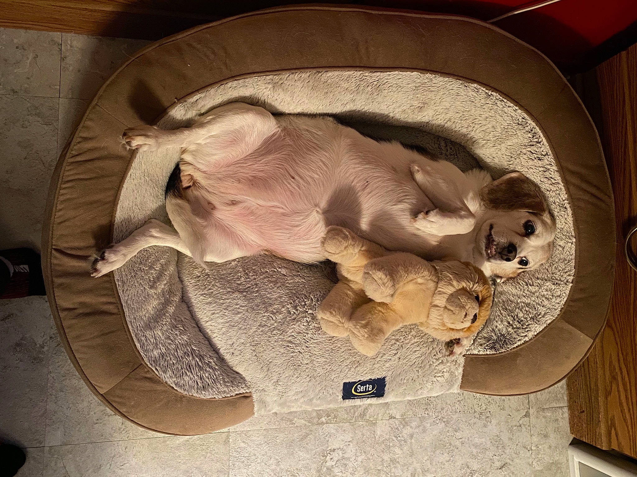 Lucy is registered to the contest to win money with this photo: art, carving, circle, comfort, comfort_food, paw, relief, sculpture, tail, visual_arts