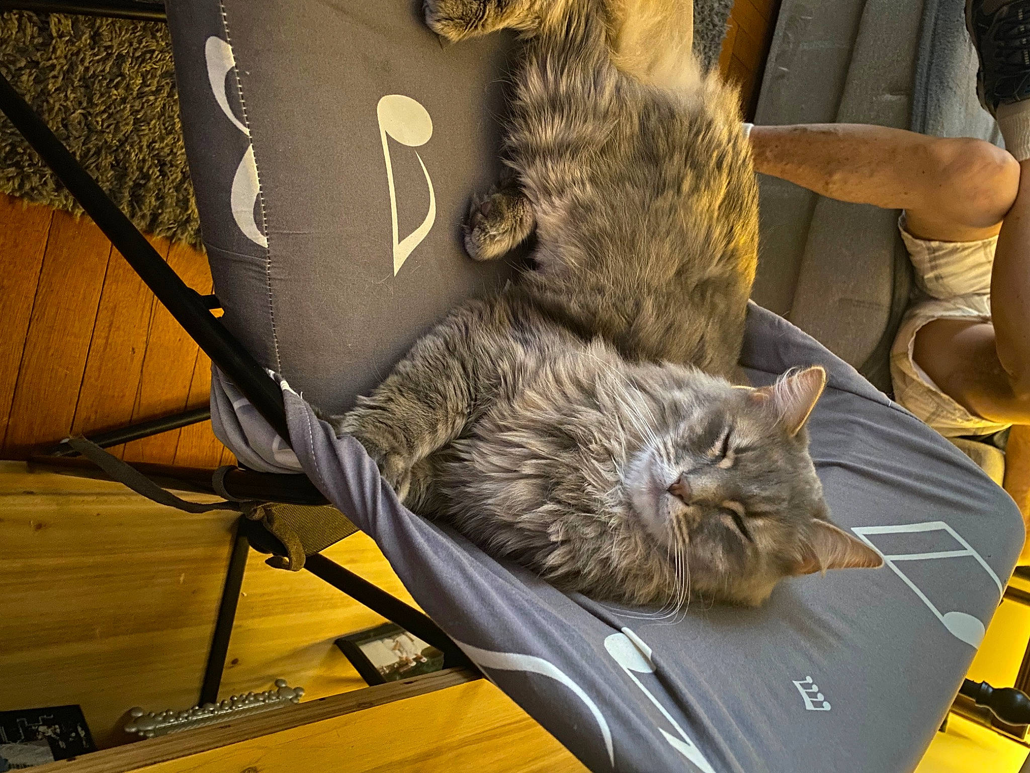 Dixon is registered to the contest to win money with this photo: bag, baggage, carnivore, cat, claw, comfort, domestic_short_haired_cat, felidae, fur, luggage_and_bags, metal, nap, shorts, sleep, small_to_medium_sized_cats, tail, vehicle, whiskers, wood