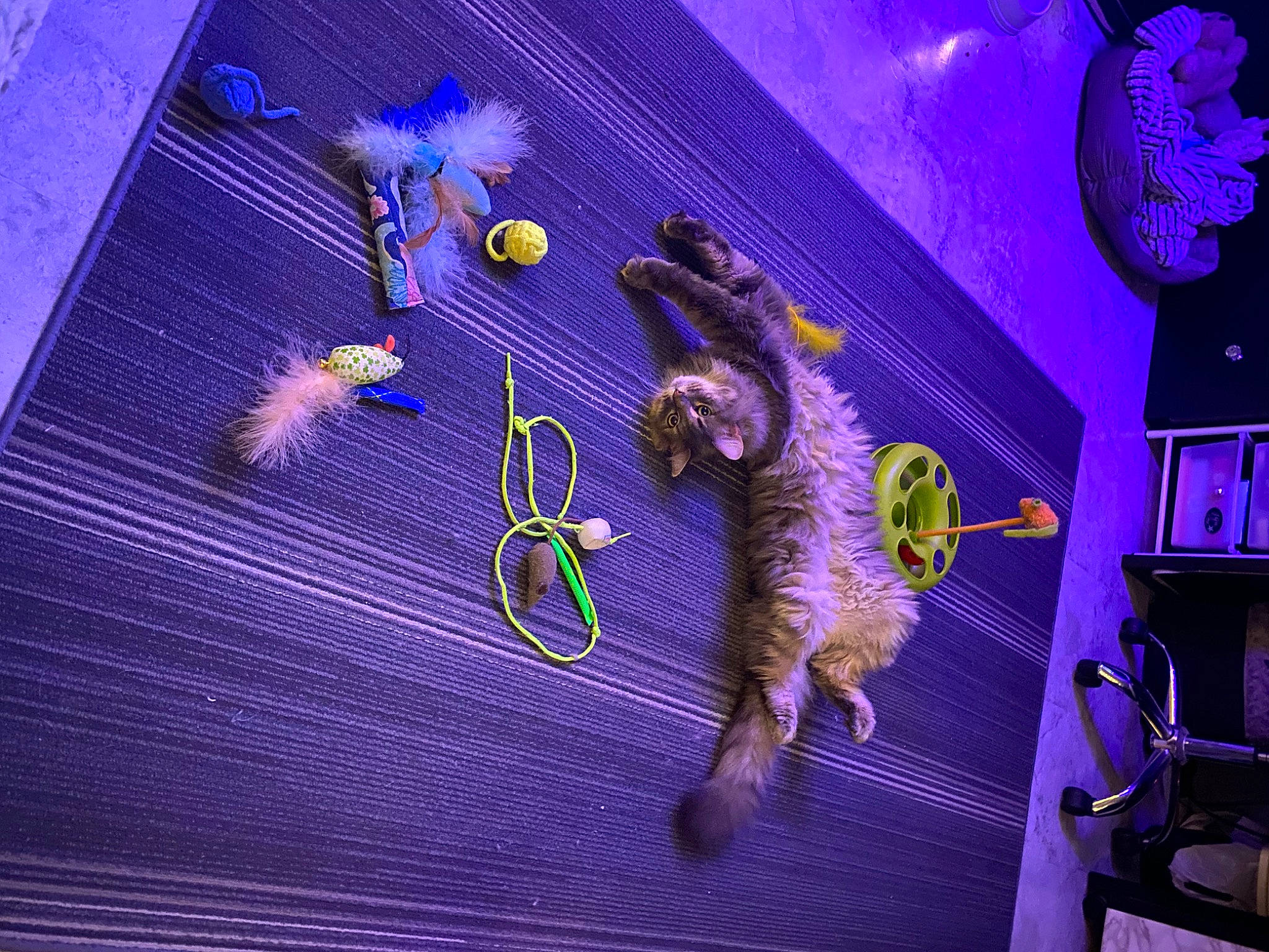 Dixon is registered to the contest to win money with this photo: animation, art, electric_blue, entertainment, event, fictional_character, fish, font, magenta, northern_seahorse, pink, plant, purple, space, syngnathiformes, tail, tree, violet, visual_arts, world