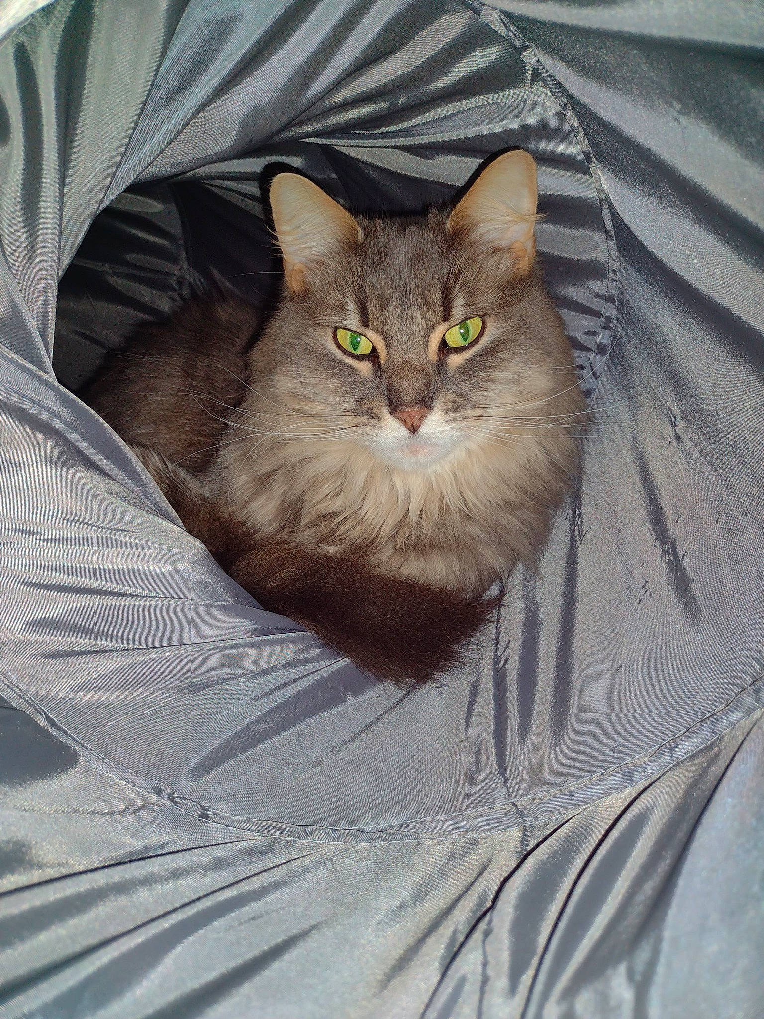 Dixon joined the competition — help win amazing prizes! carnivore, cat, claw, comfort, domestic_short_haired_cat, eye, fawn, felidae, fur, grey, hair, plant, small_to_medium_sized_cats, snout, tail, terrestrial_animal, whiskers