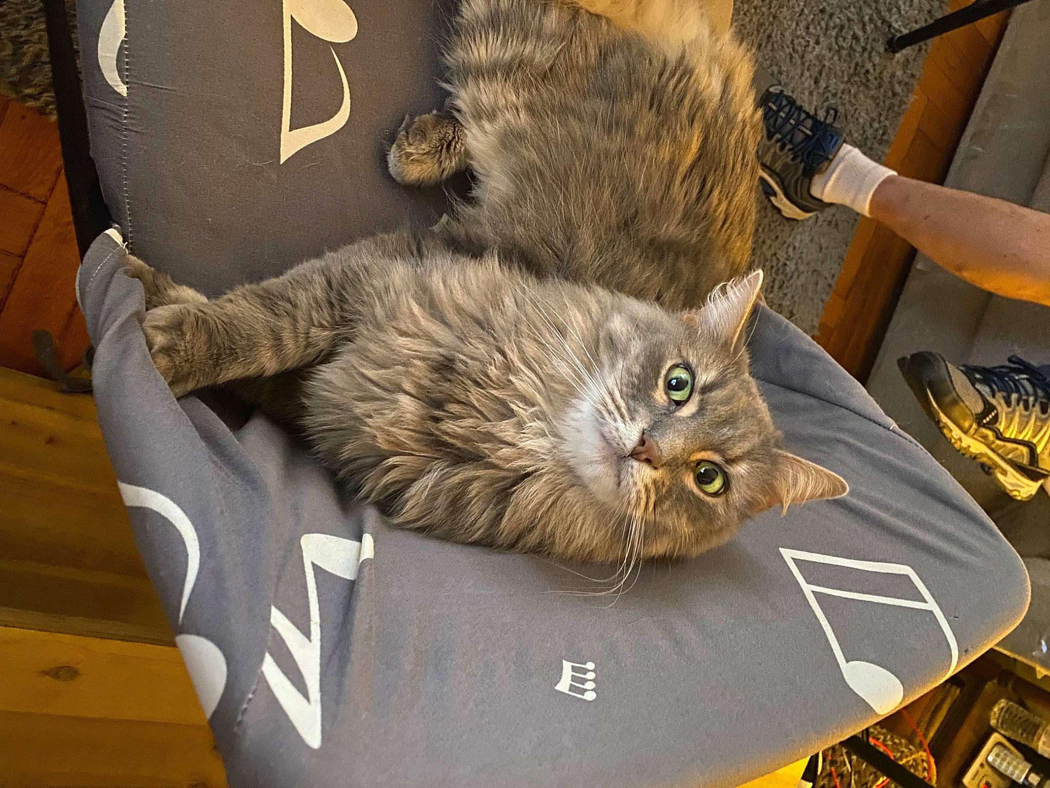 Dixon is registered to the contest to win money with this photo: box, carnivore, cat, claw, comfort, domestic_short_haired_cat, fawn, felidae, fur, grey, metal, paw, shipping_box, small_to_medium_sized_cats, snout, tail, whiskers