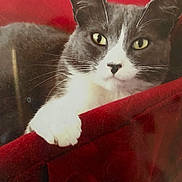 Buddy joined the competition — help win amazing prizes! cat, gray_cat, white_cat, pet, animal, feline, portrait, close_up, face, eyes, whiskers, ears, paw, sitting, cushion, red_background, indoors, soft_fabric, alert, cute