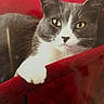 cat, gray_cat, white_cat, pet, animal, feline, portrait, close_up, face, eyes, whiskers, ears, paw, sitting, cushion, red_background, indoors, soft_fabric, alert, cute