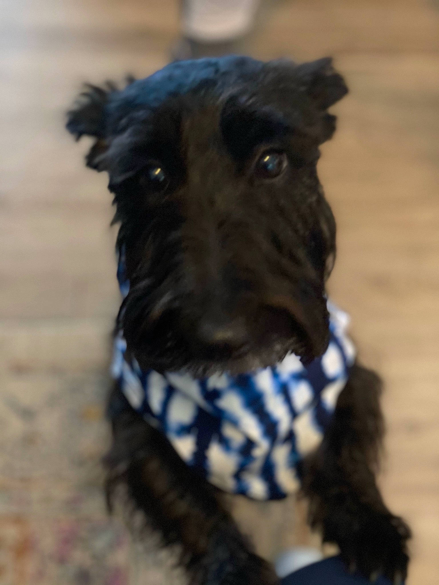 Reese joined the competition — help win amazing prizes! canidae, carnivore, collar, companion_dog, dog, dog_breed, dog_collar, electric_blue, fur, kerry_blue_terrier, pet_supply, schnauzer, small_terrier, snout, sporting_group, standard_schnauzer, terrier, whiskers, working_animal, working_dog