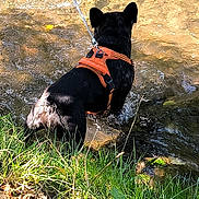 Ugo a rejoint le concours — aidez-le/la à gagner de superbes lots ! dog, black_dog, orange_harness, water, stream, grass, outdoor, nature, leash, animal, pet, sunlight, rippling_water, riverbank, canine, daylight, grassland, adventure, playful, wet
