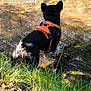 dog, black_dog, orange_harness, water, stream, grass, outdoor, nature, leash, animal, pet, sunlight, rippling_water, riverbank, canine, daylight, grassland, adventure, playful, wet