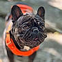 Ugo a rejoint le concours — aidez-le/la à gagner de superbes lots ! dog, french_bulldog, pet, animal, close_up, outdoor, orange_harness, cute, portrait, fur, ears, face, expression, whiskers, snout, standing, nature, blurred_background, daylight, canine