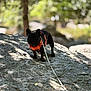 Ugo participe au concours pour gagner de l'argent avec cette photo : dog, black_dog, orange_harness, leash, rock, outdoor, nature, trees, sunlight, shadow, pet, animal, walking, park, forest, daylight, canine, adventure, exploration, cute