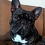 dog, french_bulldog, brindle, pet, canine, ears, couch, indoor, fur, animal, sitting, closeup, face, cute, companion, domestic, portrait, expression, paw, white_chest