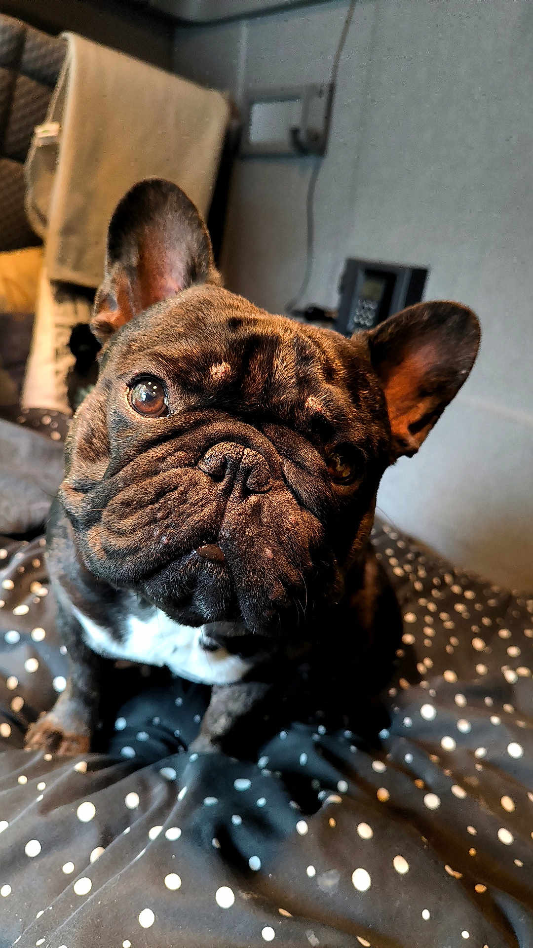 Ugo a rejoint le concours — aidez-le/la à gagner de superbes lots ! dog, french_bulldog, pet, animal, indoor, blanket, polka_dot, close_up, curious, wrinkled_face, brown, black, white_chest, ears, cute, companion, portrait, domestic, furniture, cozy